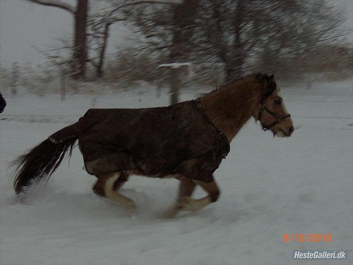 Welsh Mountain (sec A) MUNKSGAARD'S JUPITER billede 8