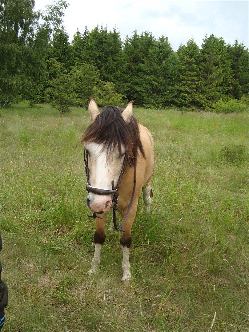 Welsh Mountain (sec A) MUNKSGAARD'S JUPITER billede 13