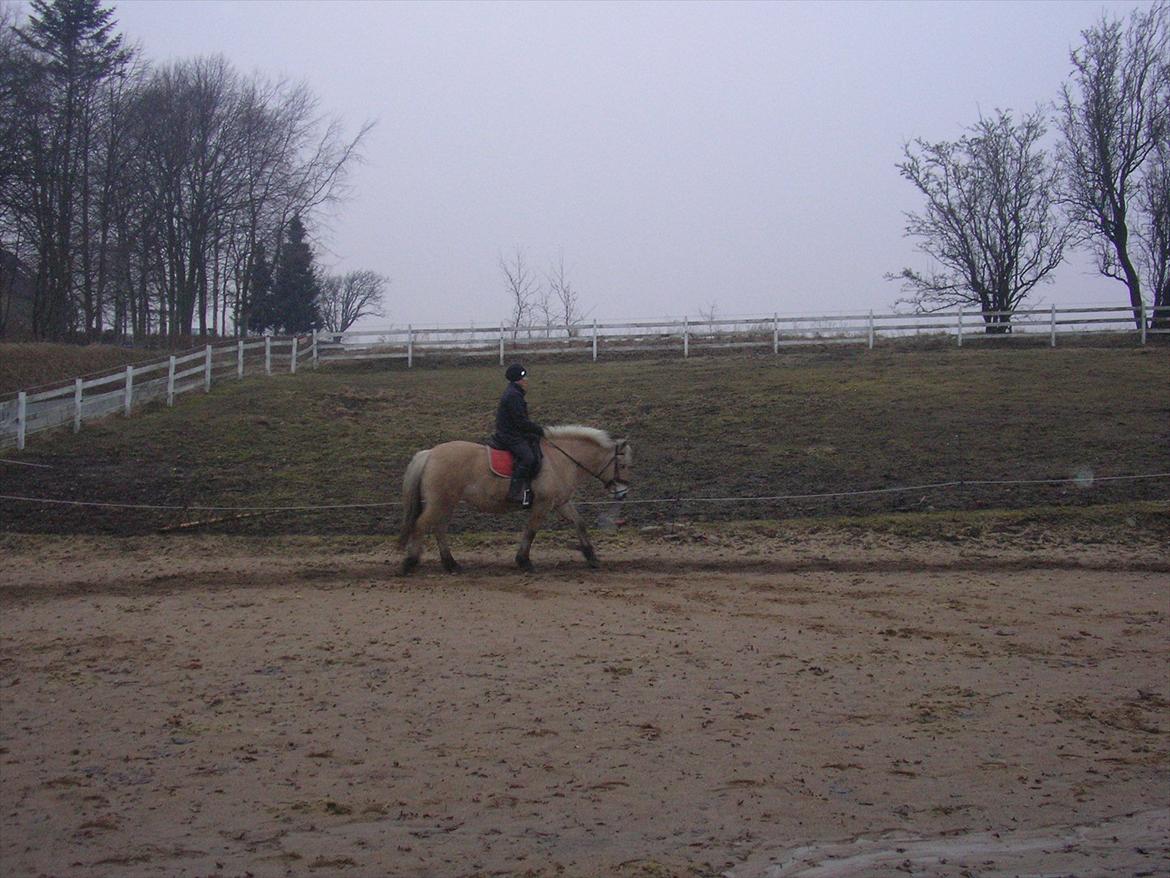 Fjordhest Bella billede 6