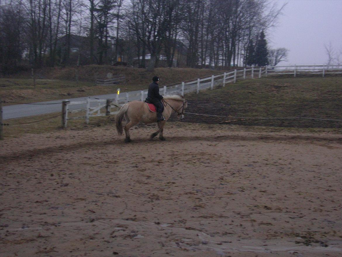 Fjordhest Bella billede 7