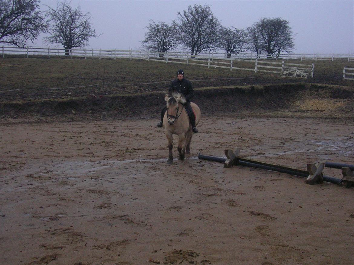 Fjordhest Bella billede 8