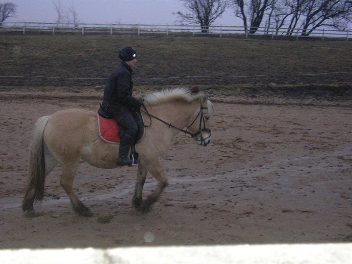 Fjordhest Bella billede 9