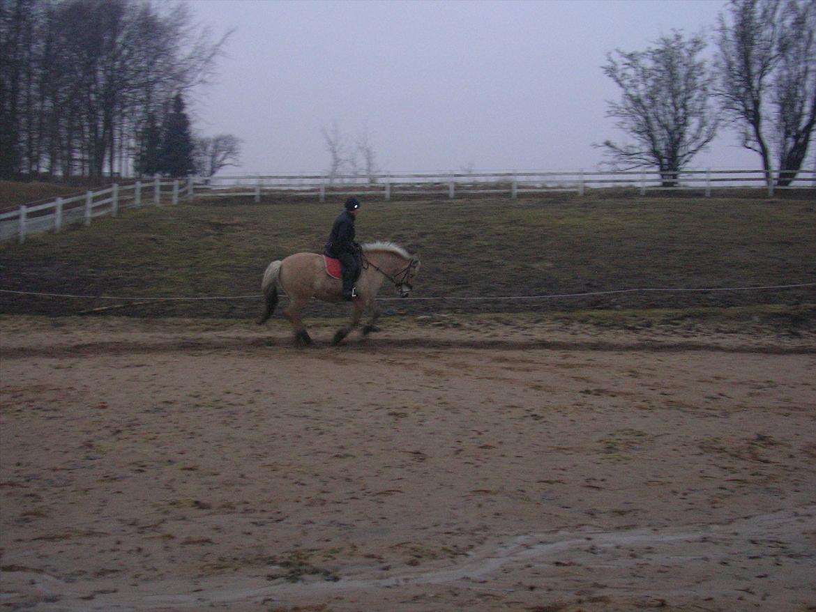 Fjordhest Bella billede 10