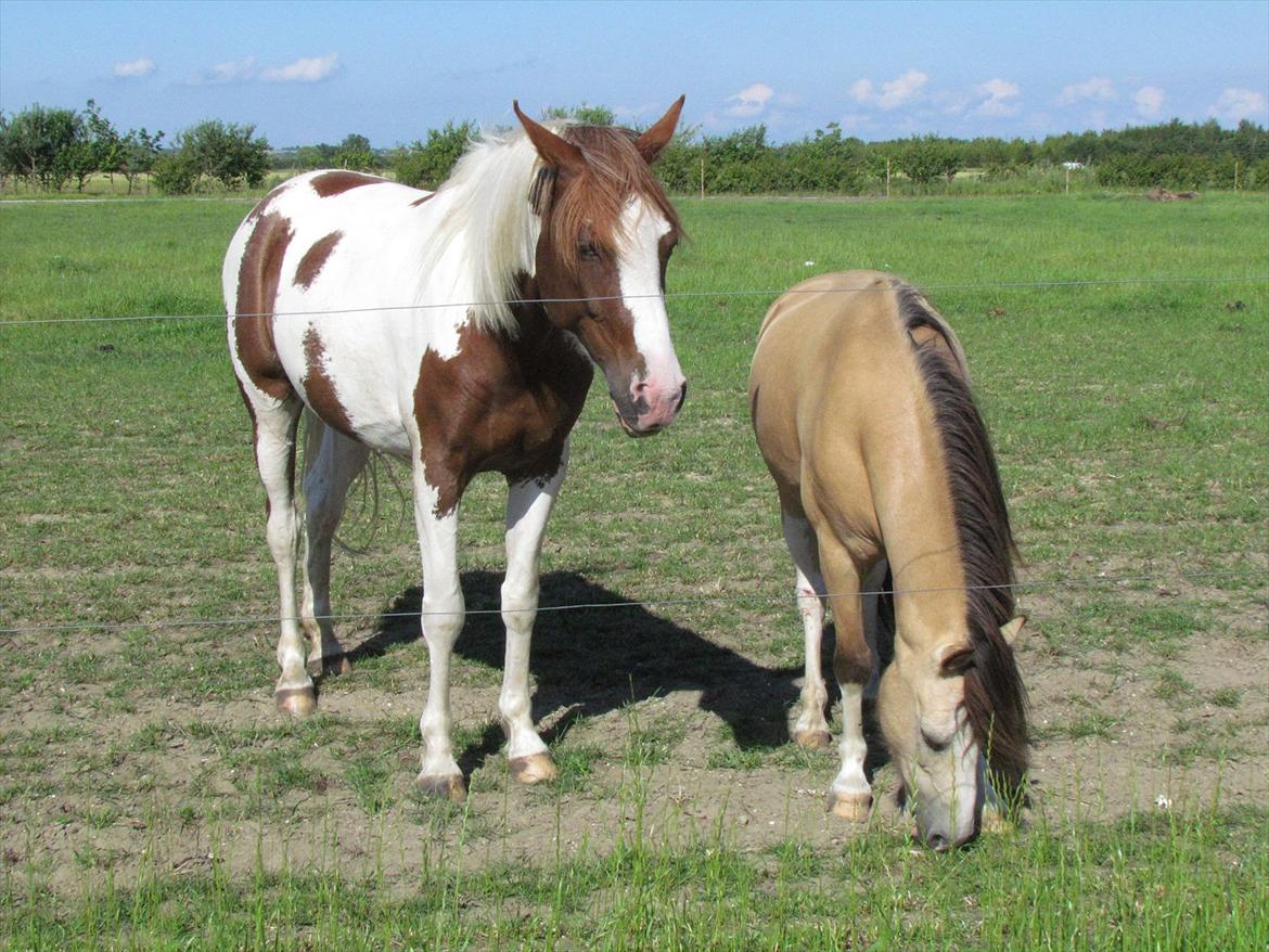 Welsh Mountain (sec A) MUNKSGAARD'S JUPITER billede 16