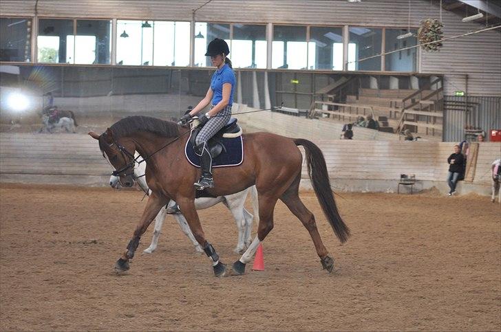 Dansk Varmblod High Fidelity  - dressur billede 1