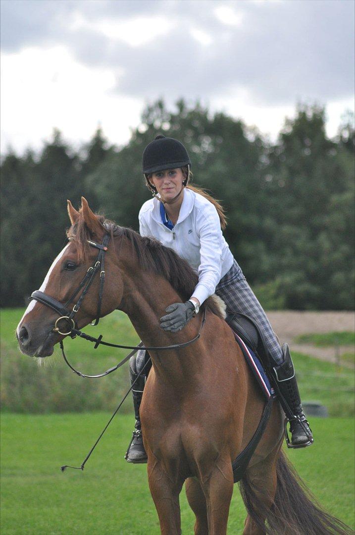 Dansk Varmblod High Fidelity  - nede ved dressur banerne (:  billede 2