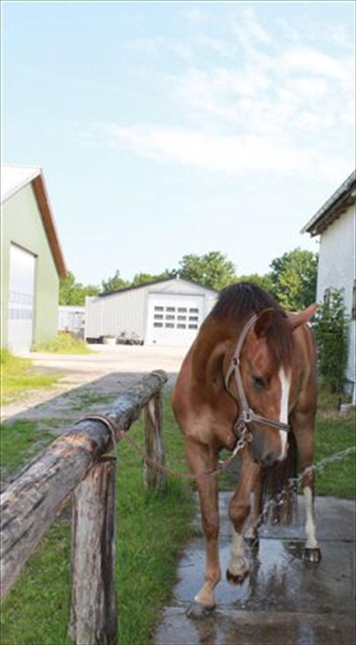Dansk Varmblod High Fidelity  - vi leger med vand (:  billede 3