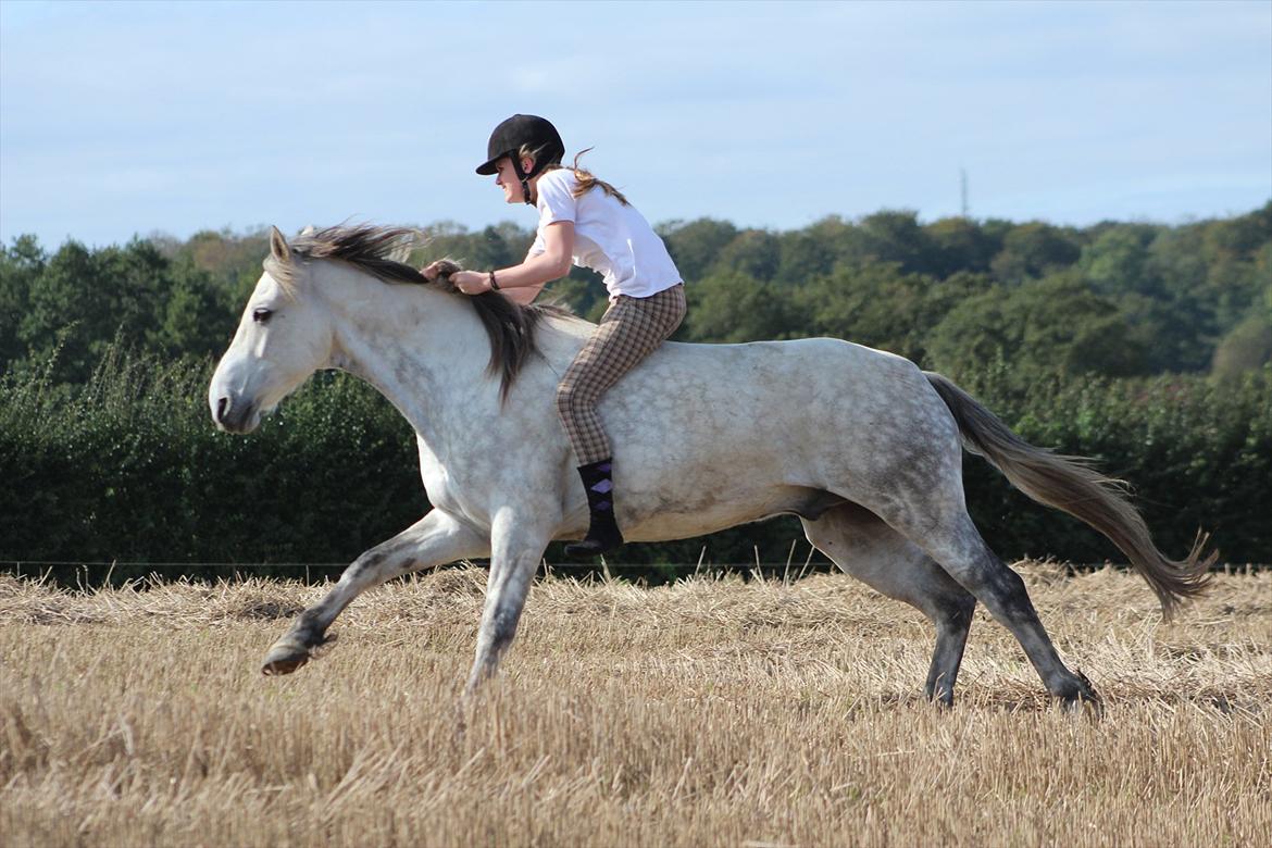 Anden særlig race Toby - Toby og jeg i fuld galop på stubmarken... uden udstyr (':

D. 16 september 2011
 Julie Erlang billede 10