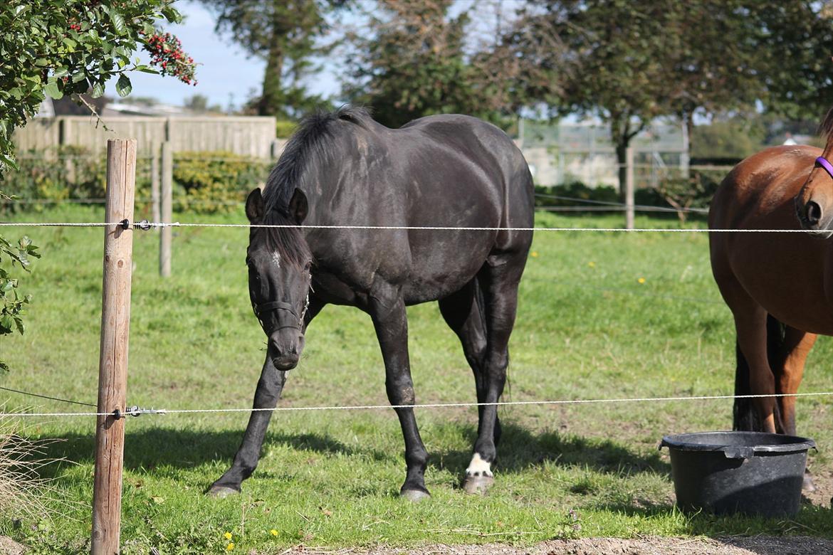 Dansk Varmblod | Definitely Dark. - NYT! efterår/sensommer 2011 Foto: Mig billede 13