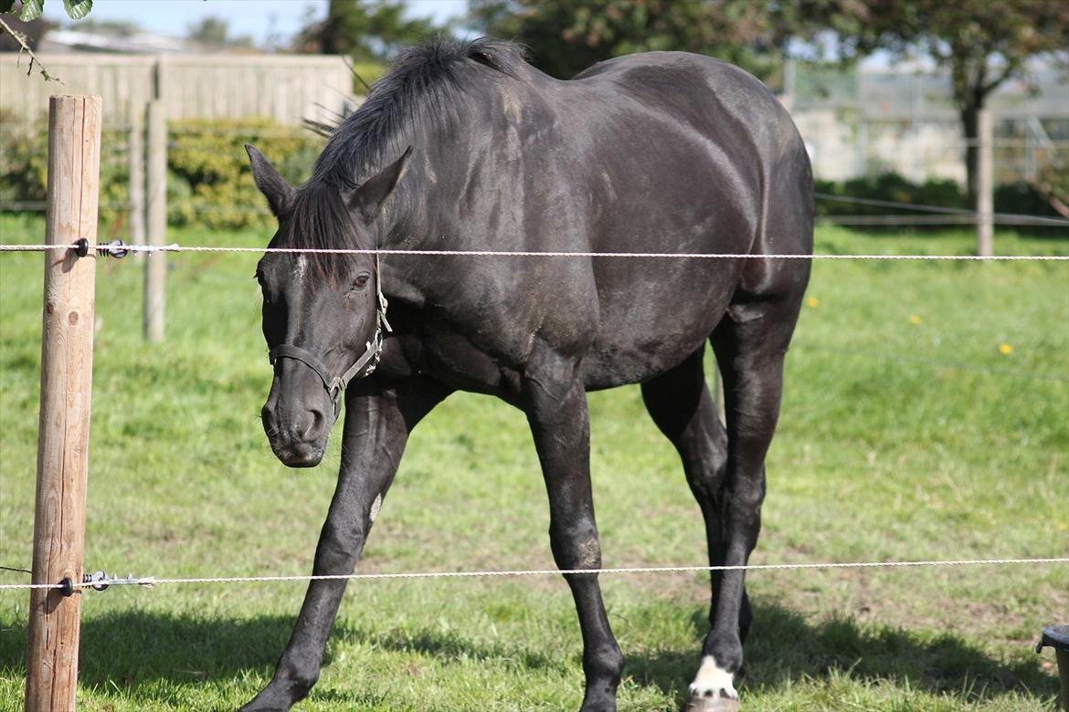 Dansk Varmblod | Definitely Dark. - NYT! efterår/sensommer 2011 Foto: Mig billede 2
