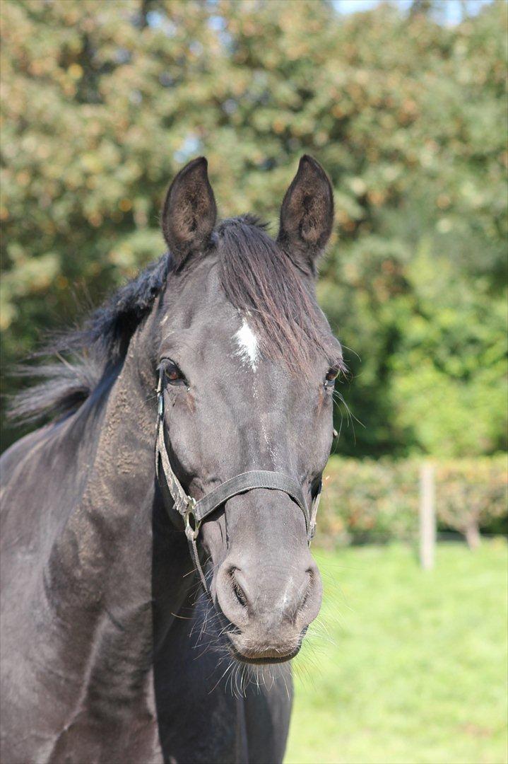 Dansk Varmblod | Definitely Dark. billede 1