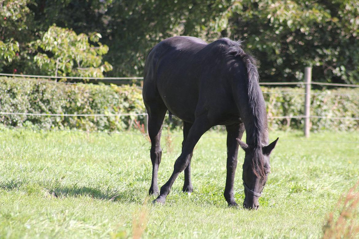 Dansk Varmblod | Definitely Dark. - NYT! efterår/sensommer 2011 Foto: Mig billede 8