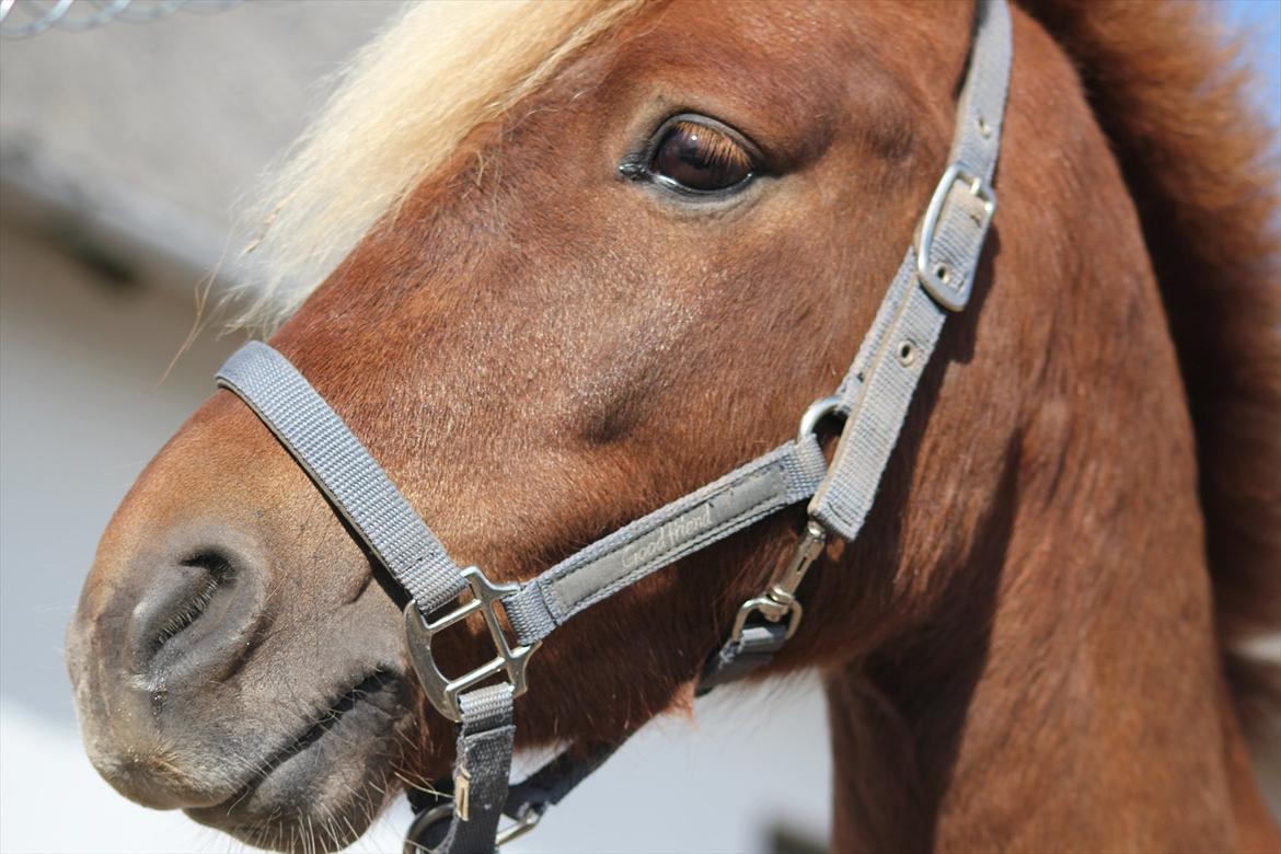 Anden særlig race | Smalagergårds Prins. - NYT! efterår/sensommer 2011 Foto: Mig billede 7