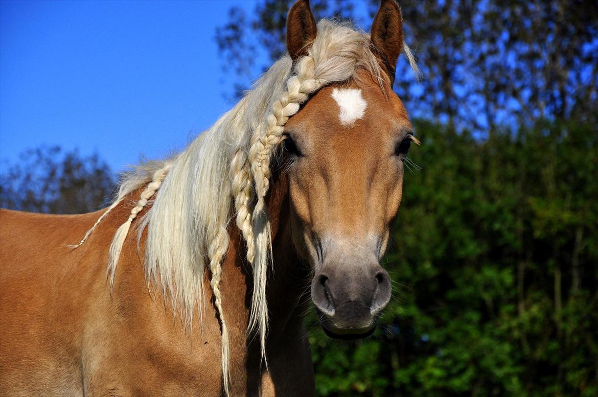 Haflinger Eskedalens Akinos - Akinos D.15/9 2011 billede 2