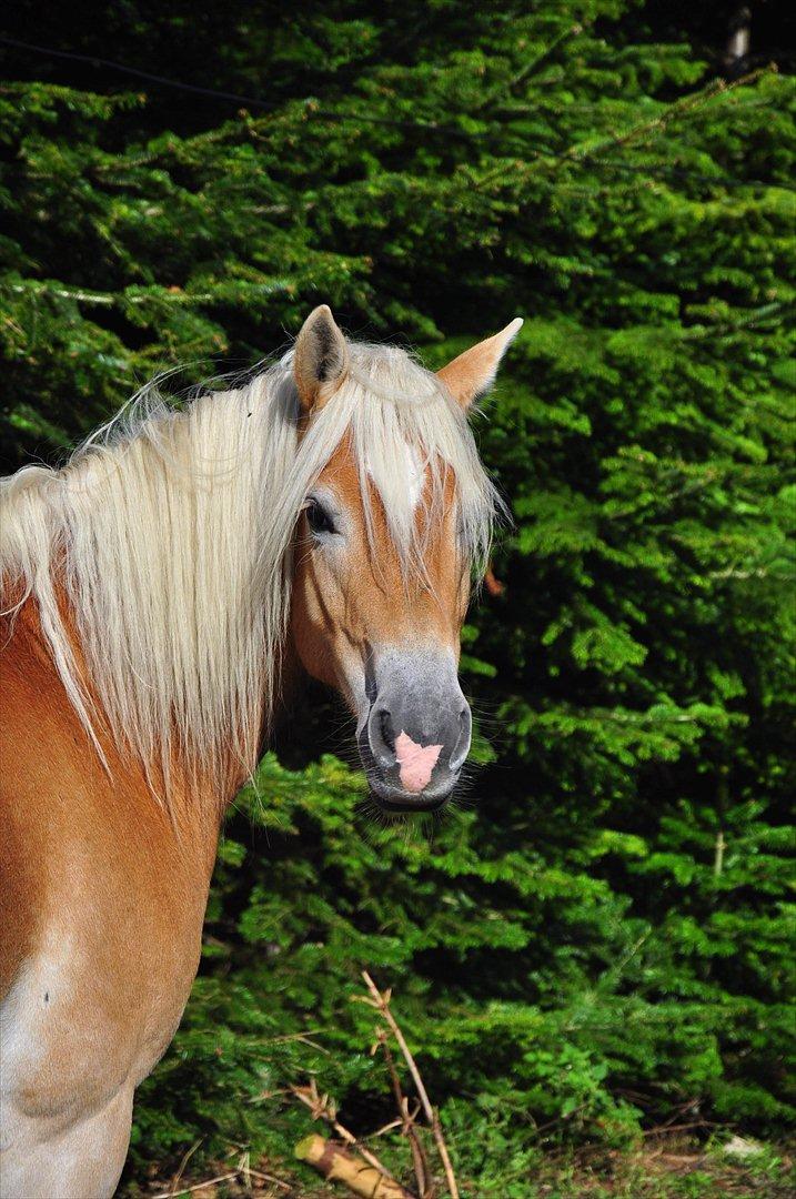 Tyroler Haflinger Honeymoon - Honey D.15/9 2011 billede 4