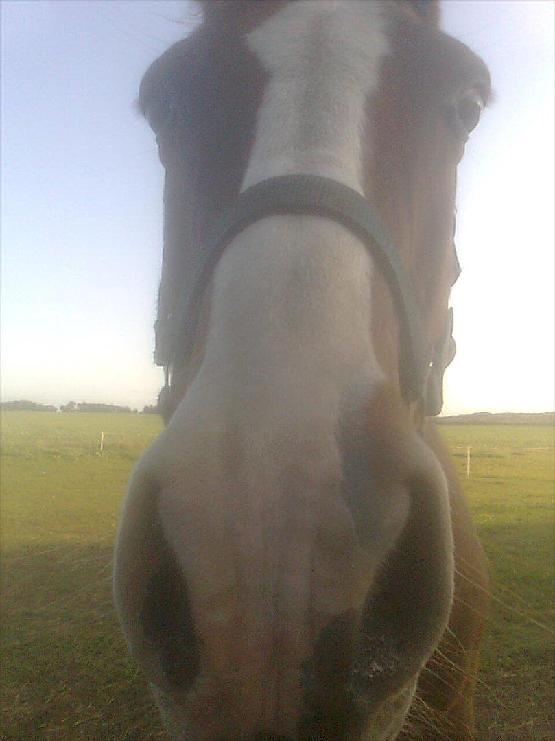 Dansk Varmblod Pegasus - Den lille pølle pruhest:-)..
2009:-) billede 6