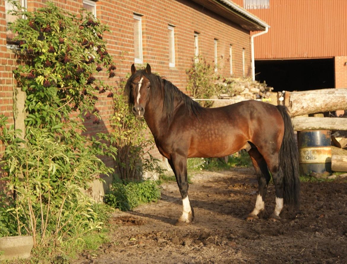 Welsh Cob (sec D) Glanvyrnwy Squire - September 2011 billede 13