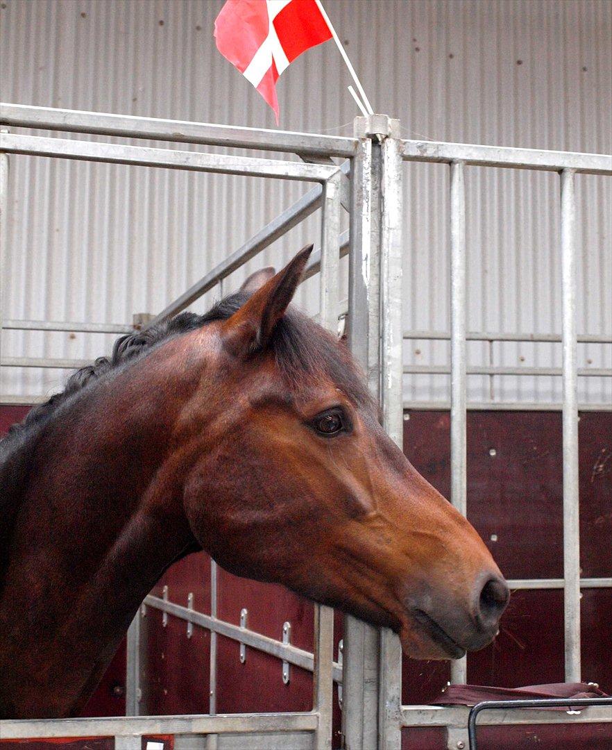 Connemara Nygårds Felix (B-pony) - DM Frederikshavn! Smukke Felix <3 billede 12