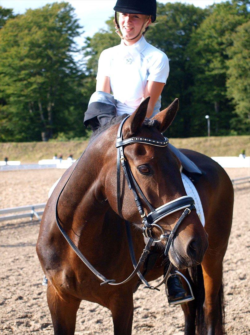 Connemara Nygårds Felix (B-pony) - Færdig med programmet (DM hold) billede 16