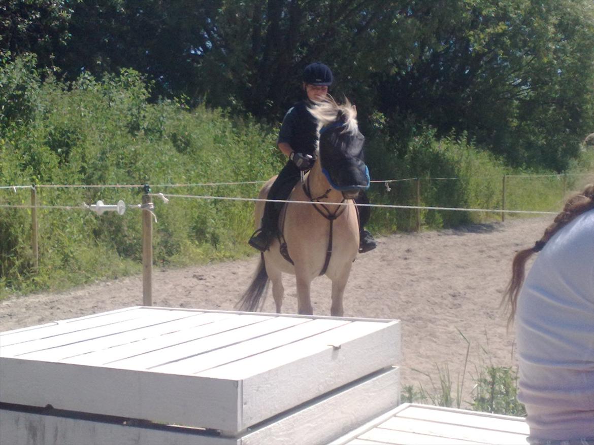 Fjordhest Mille <3 billede 2