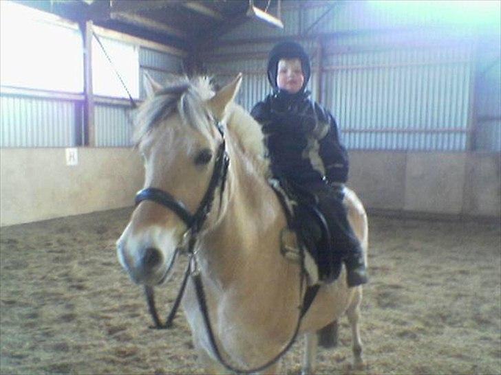 Fjordhest Mille <3 billede 3