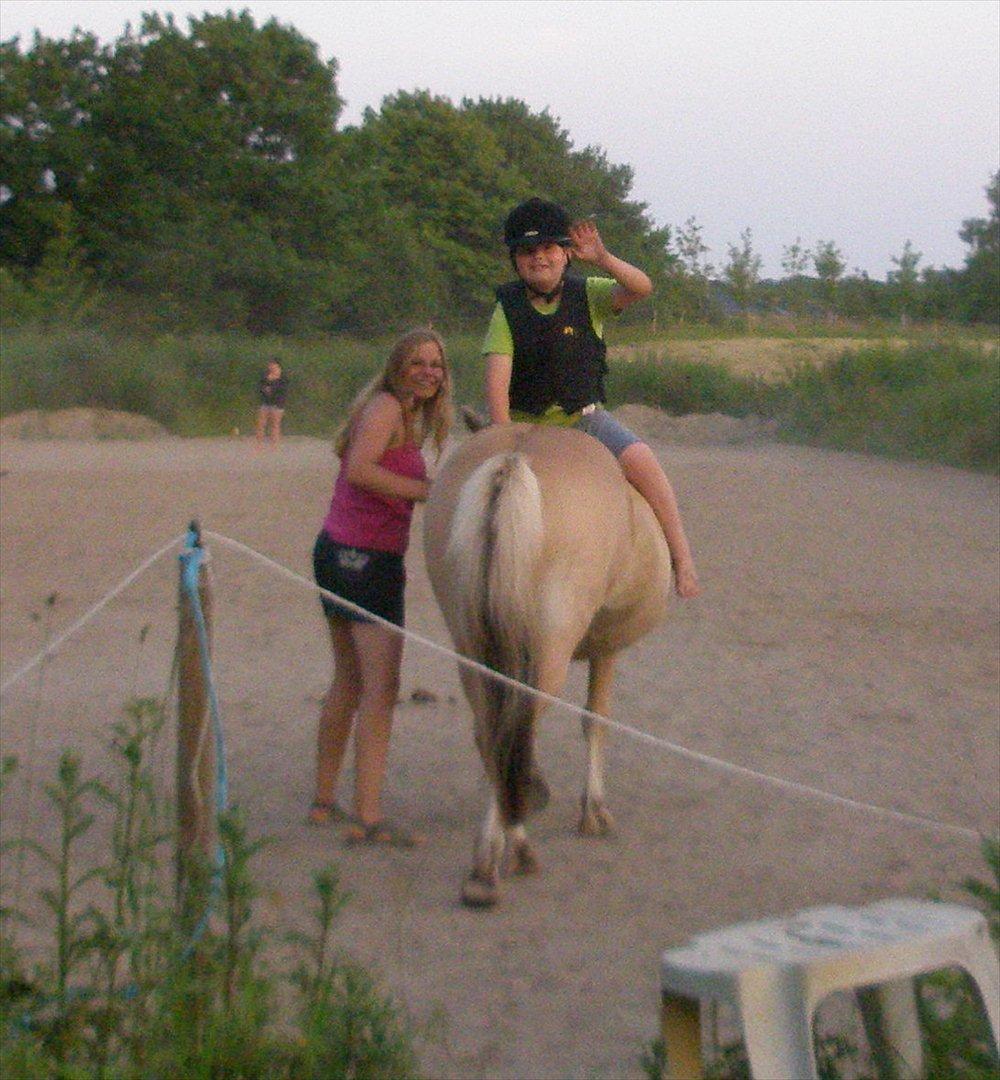 Fjordhest Mille <3 billede 1