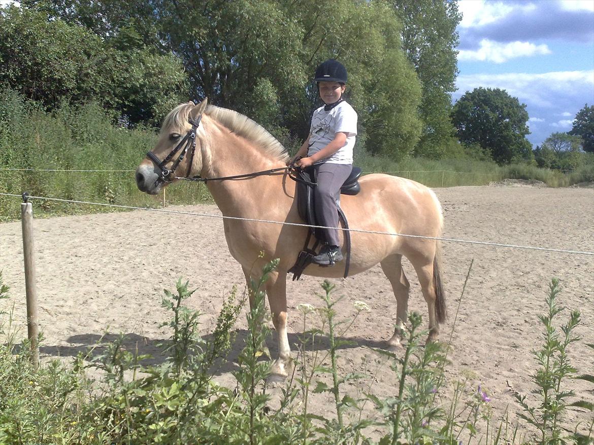 Fjordhest Mille <3 billede 4