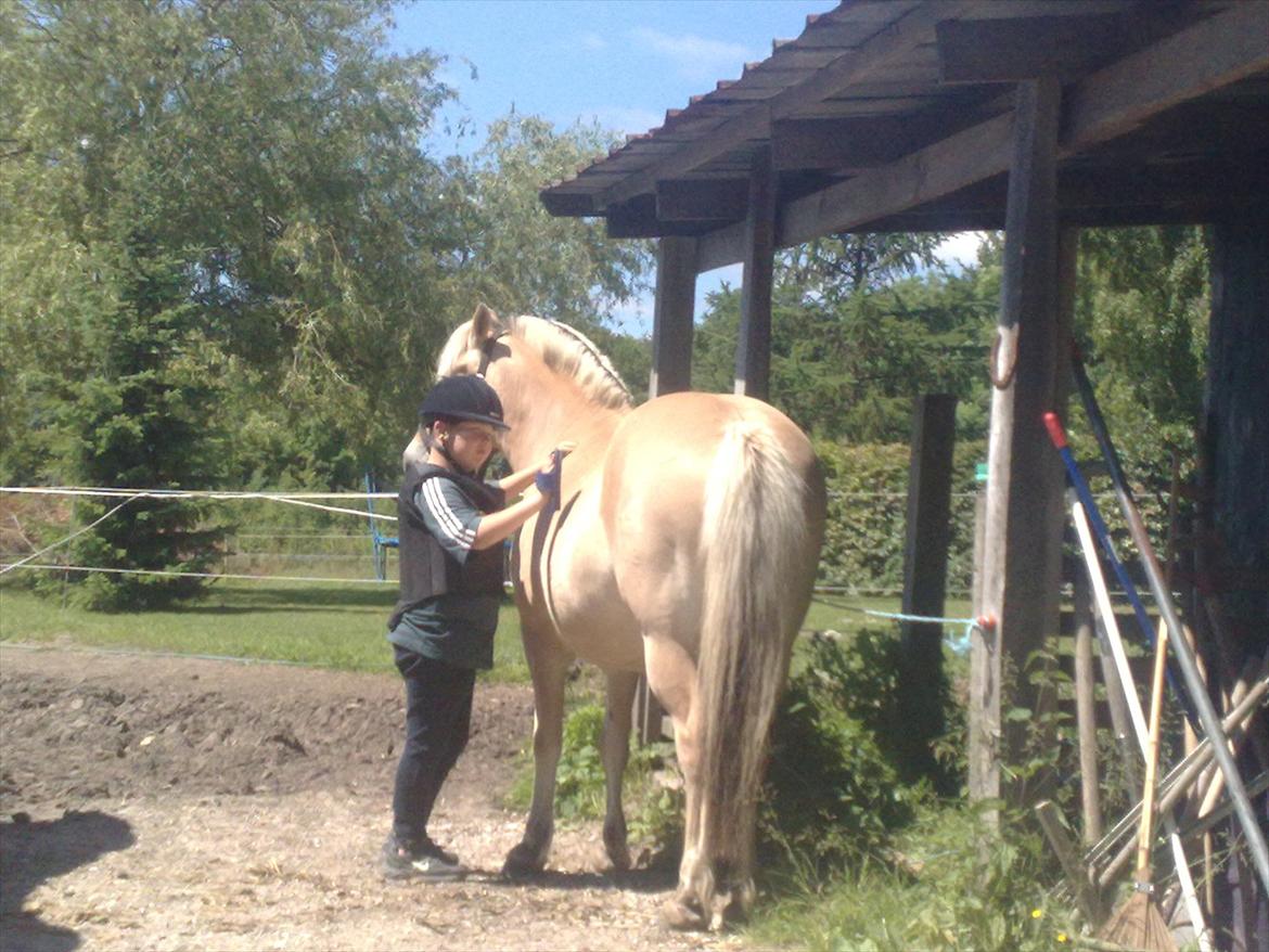 Fjordhest Mille <3 billede 5