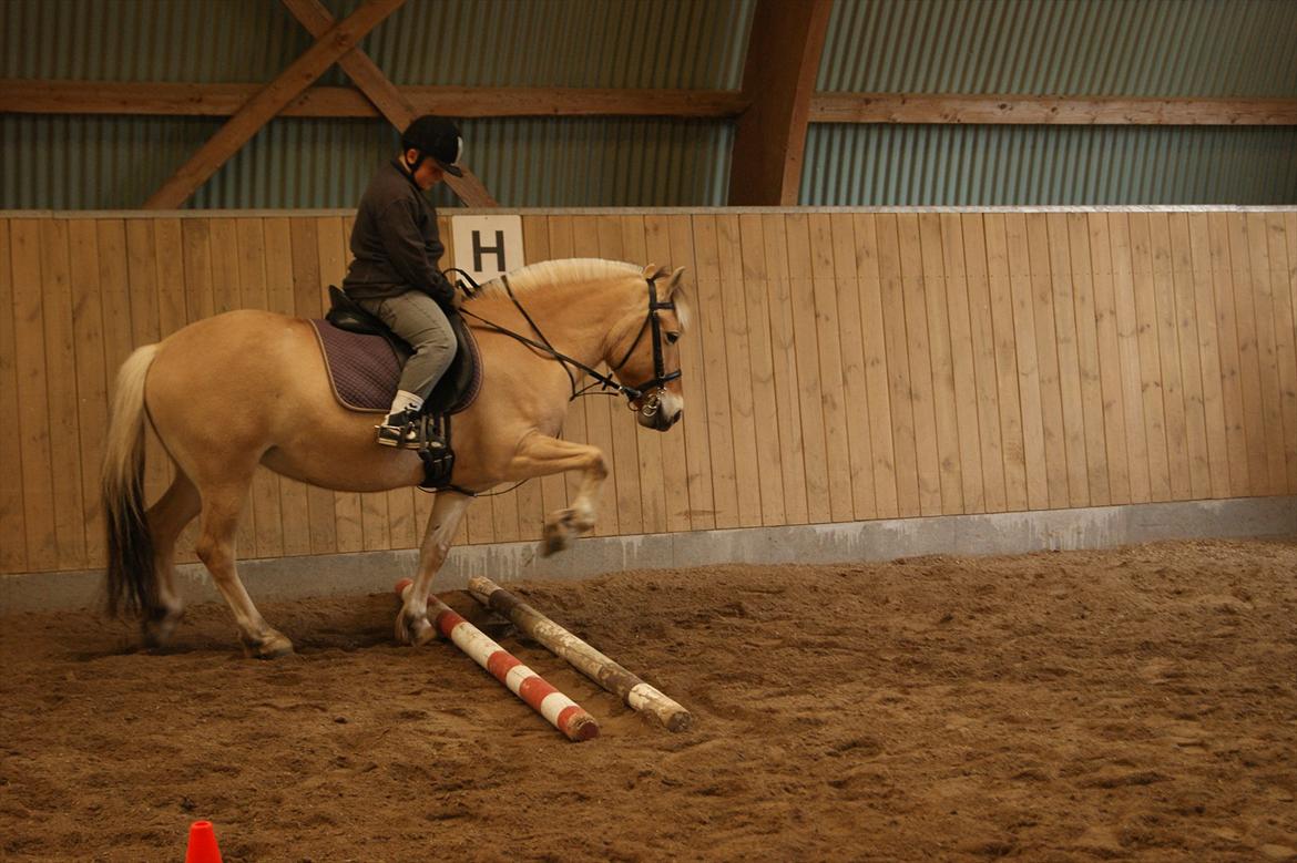 Fjordhest Mille <3 billede 9