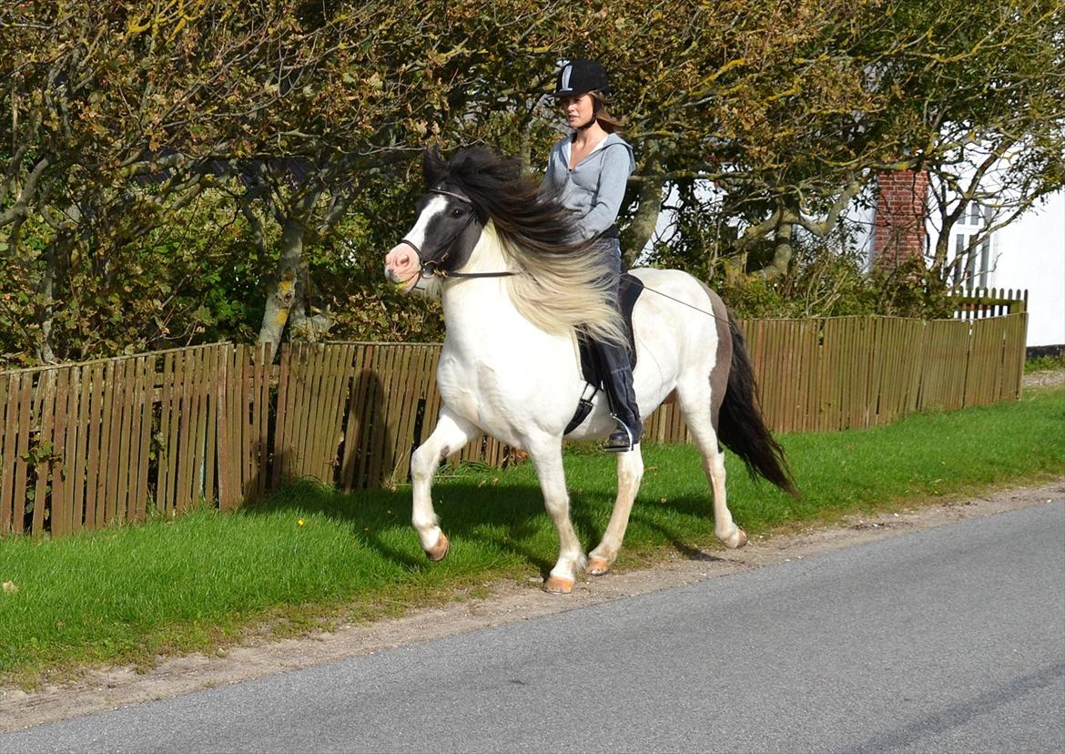 Islænder Hetta fra Toosholm - Første tur alene, i en dejlig tölt, tjek lige hendes overlækre man ud! :-) <3 //foto: Mor. billede 13