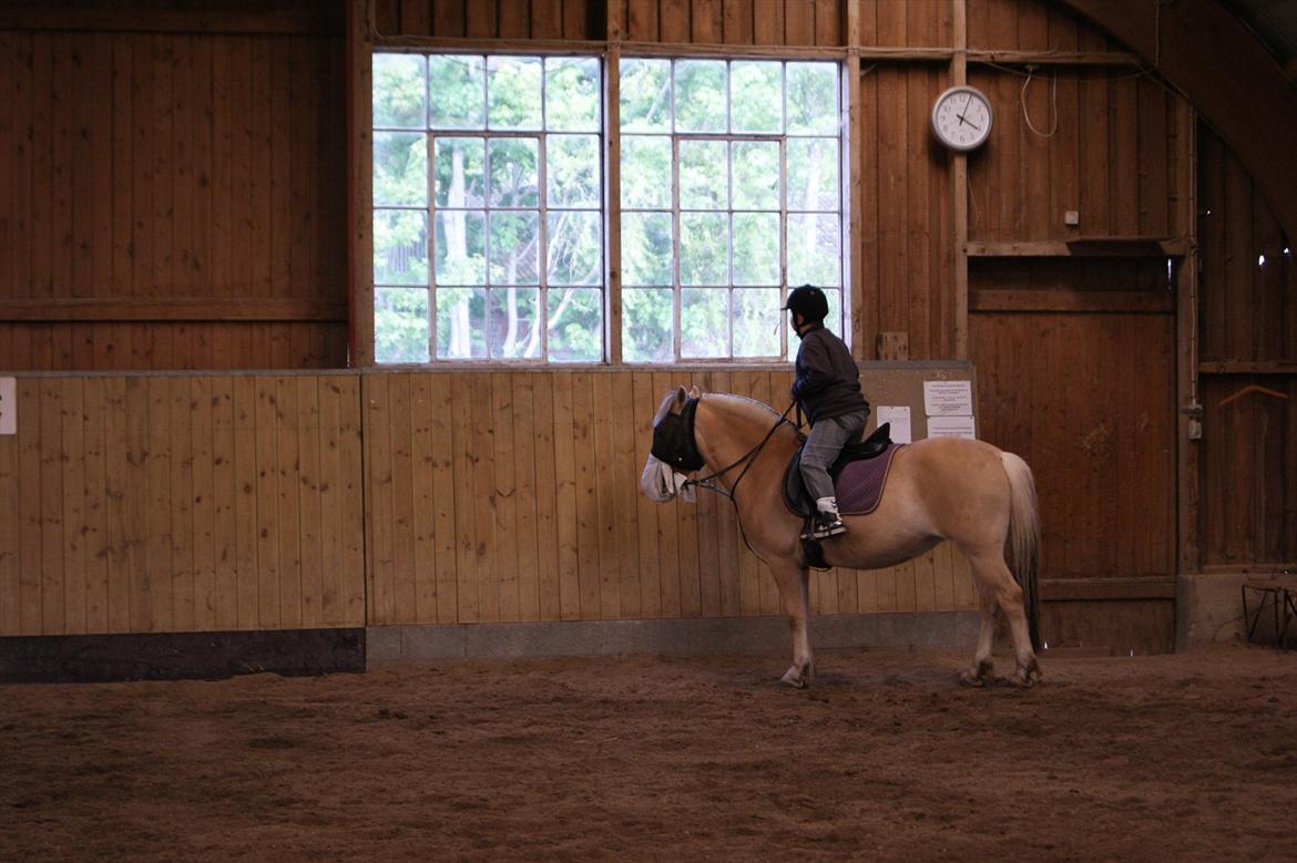 Fjordhest Mille <3 billede 7