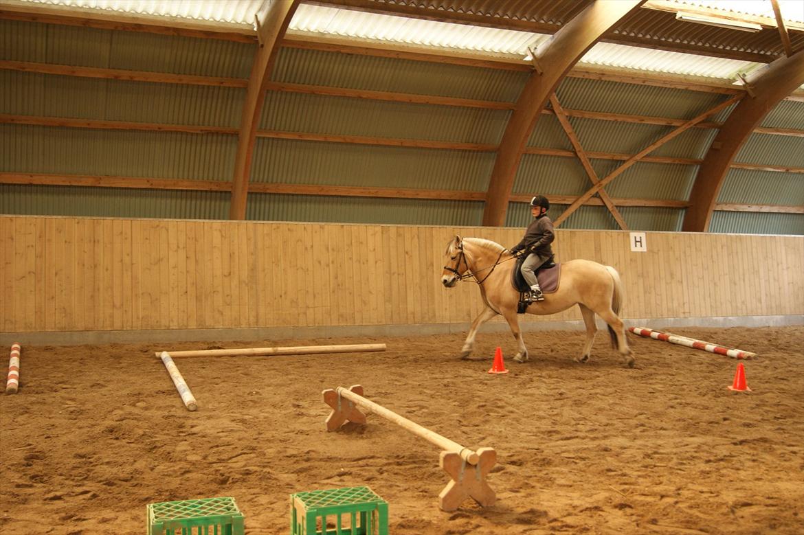 Fjordhest Mille <3 billede 10