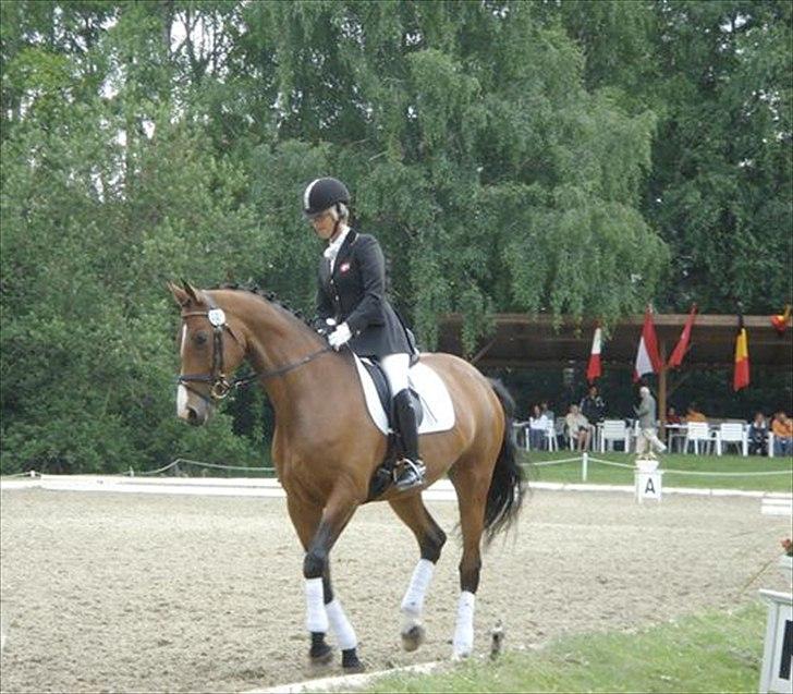 Dansk Varmblod Stenkjers Filippa - Æresrundte Østrig 2006 billede 4