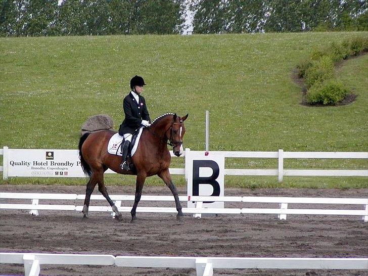 Dansk Varmblod Stenkjers Filippa - DM 2005 billede 6