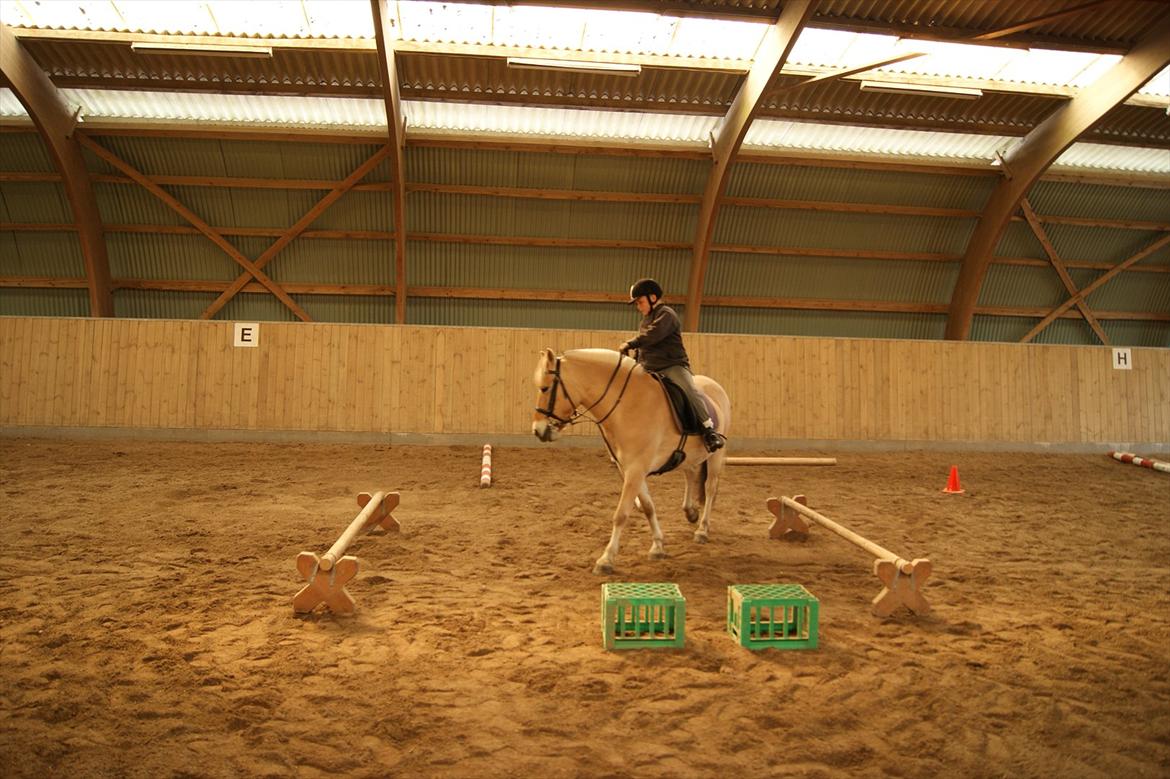 Fjordhest Mille <3 billede 11