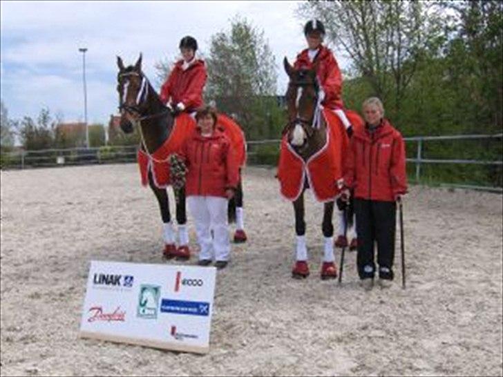Dansk Varmblod Stenkjers Filippa - Belgien 2008 billede 7