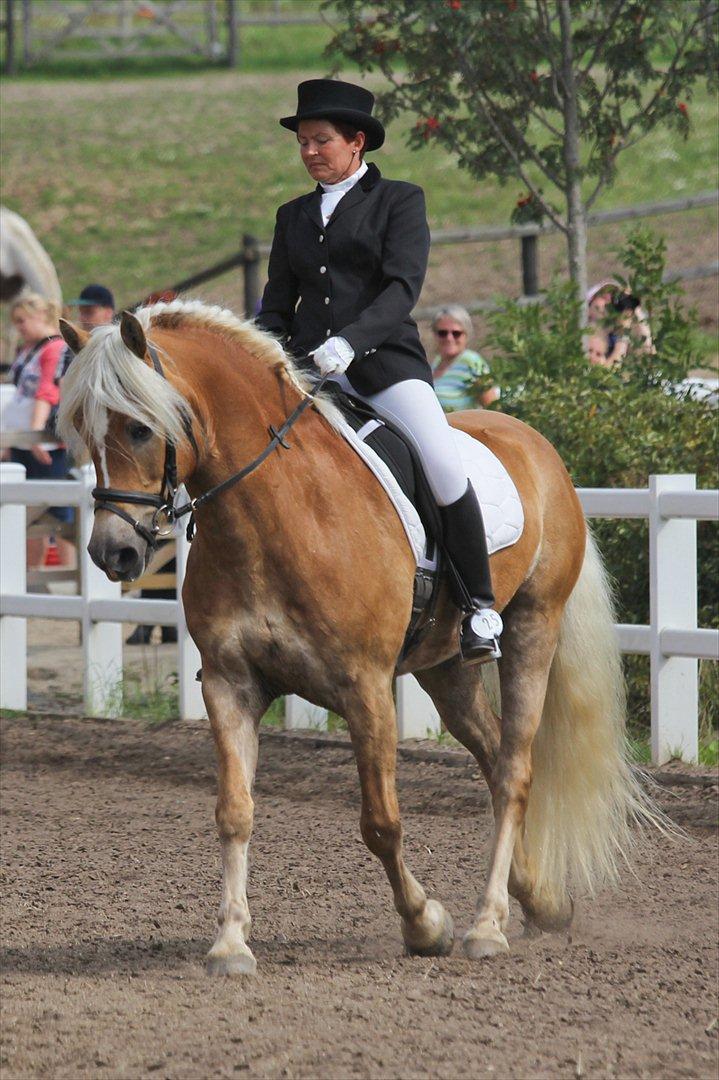 Tyroler Haflinger Holly Elghuset - DM august 2011 billede 1