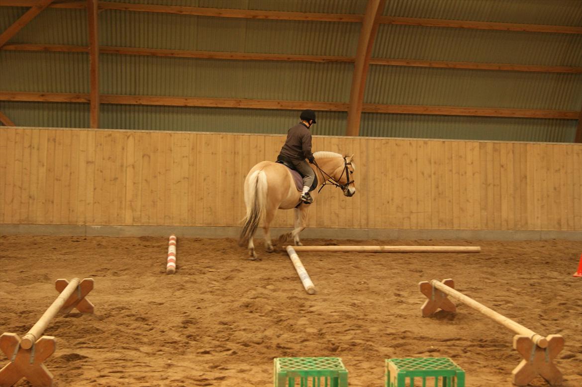 Fjordhest Mille <3 billede 12