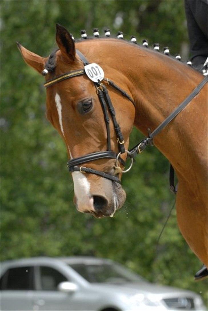 Dansk Varmblod Stenkjers Filippa - Smukke Filippa <3 billede 14
