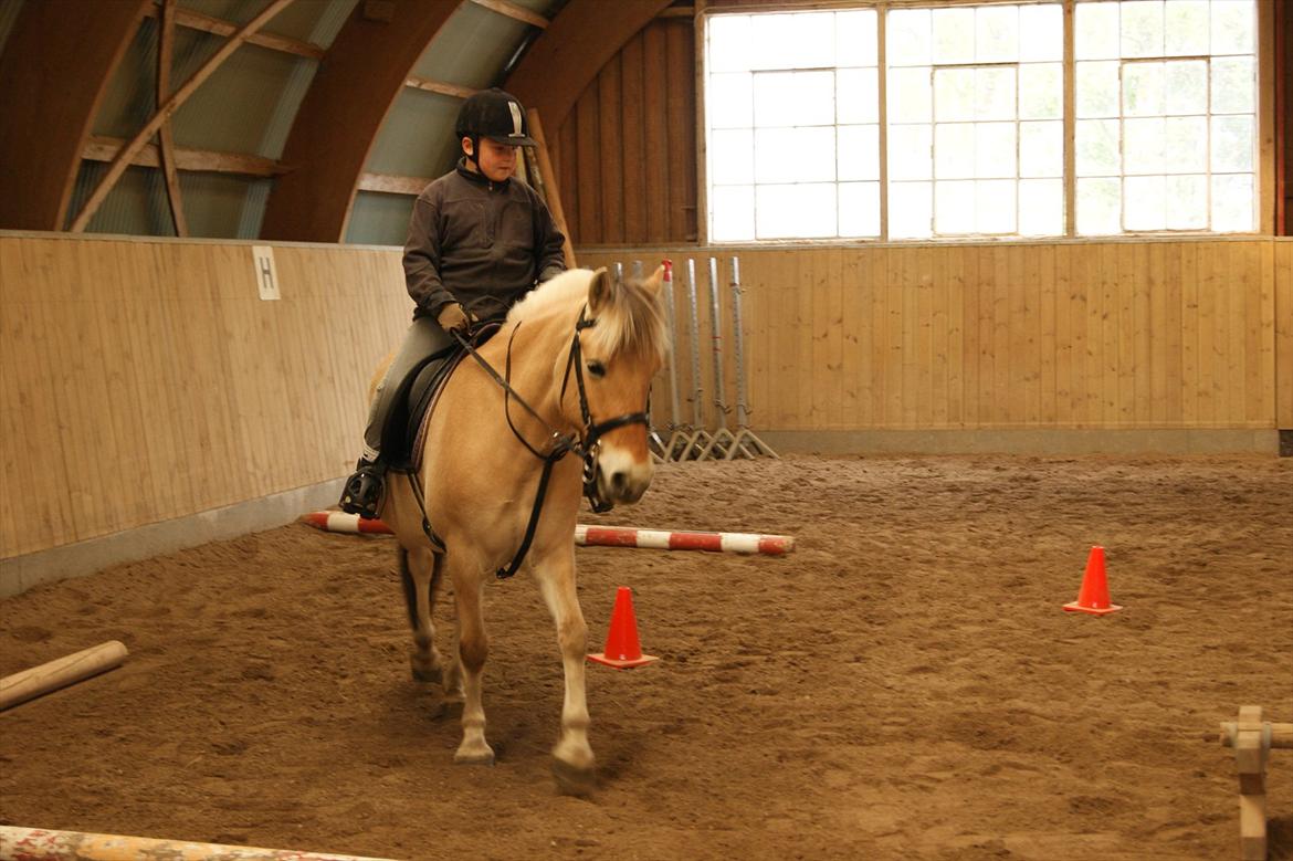 Fjordhest Mille <3 billede 13