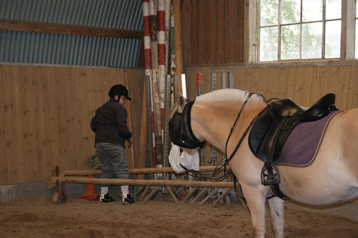 Fjordhest Mille <3 billede 6