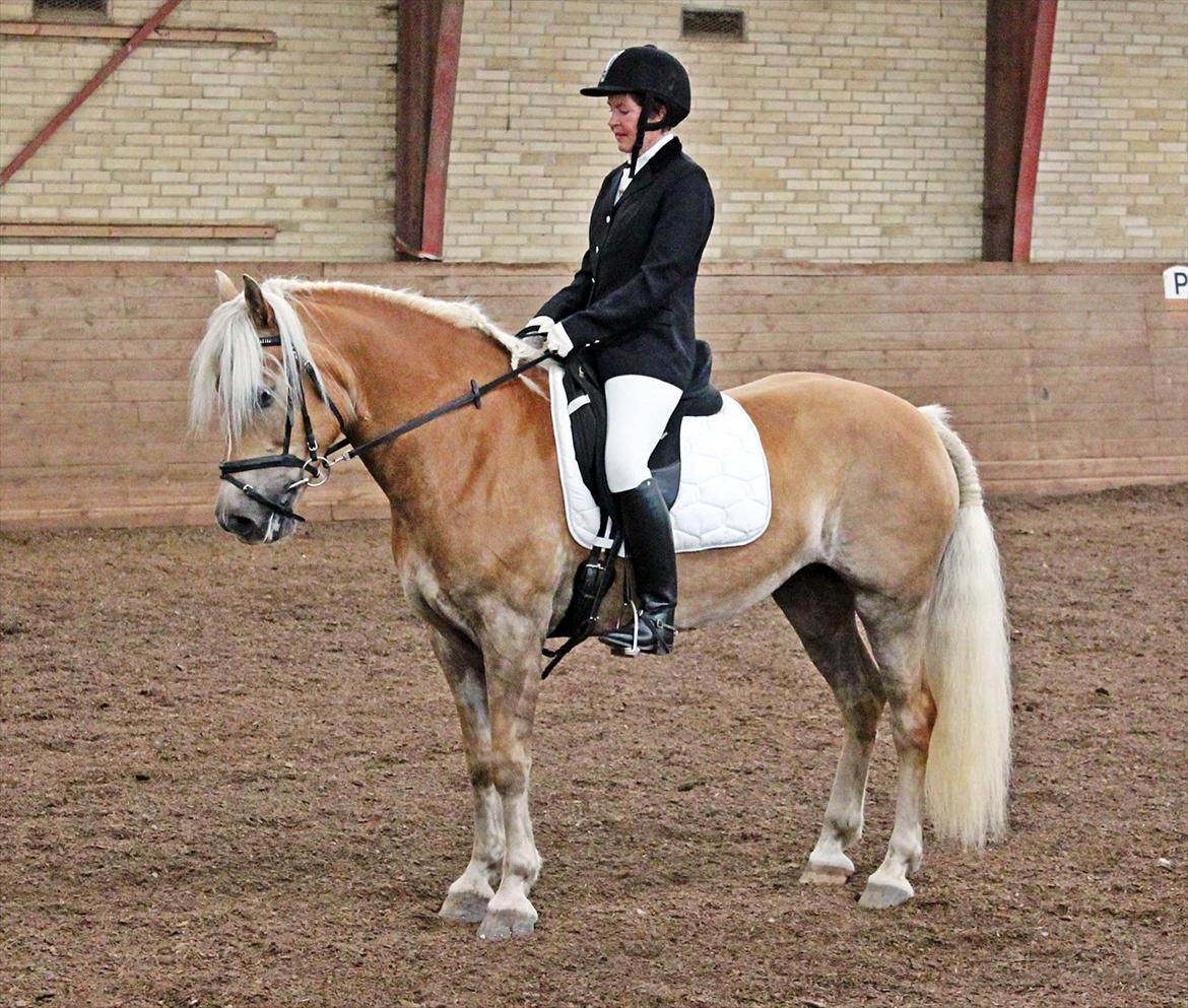 Tyroler Haflinger Holly Elghuset - Haderslev 2011 billede 13