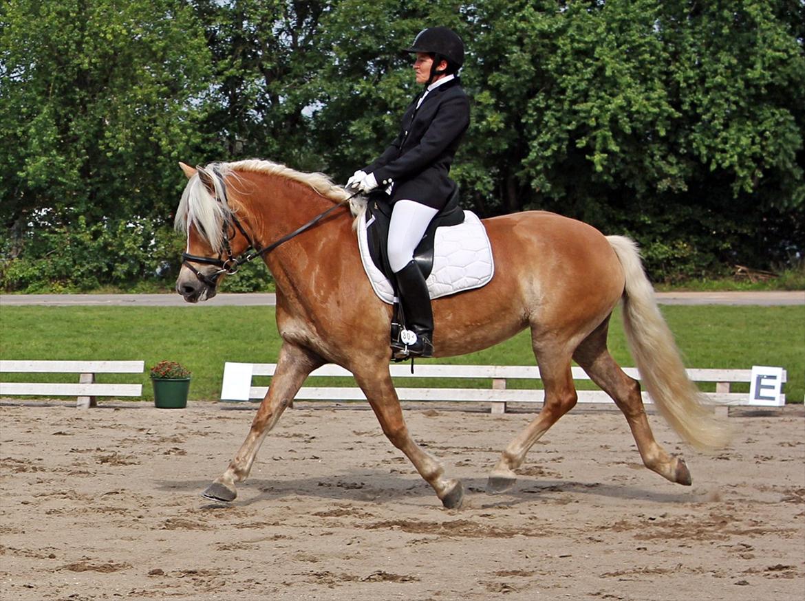 Tyroler Haflinger Holly Elghuset - St. Hestedag Roskilde 2011 billede 14
