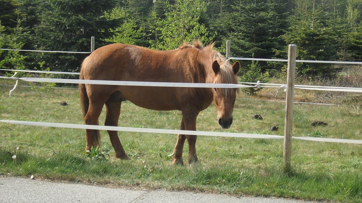 Anden særlig race Aron  - Hygge folden billede 14