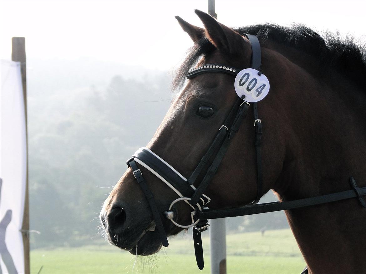 New Forest Kantje's Thierry B-pony RIP - Frederikshavn DM hold 2011 billede 9