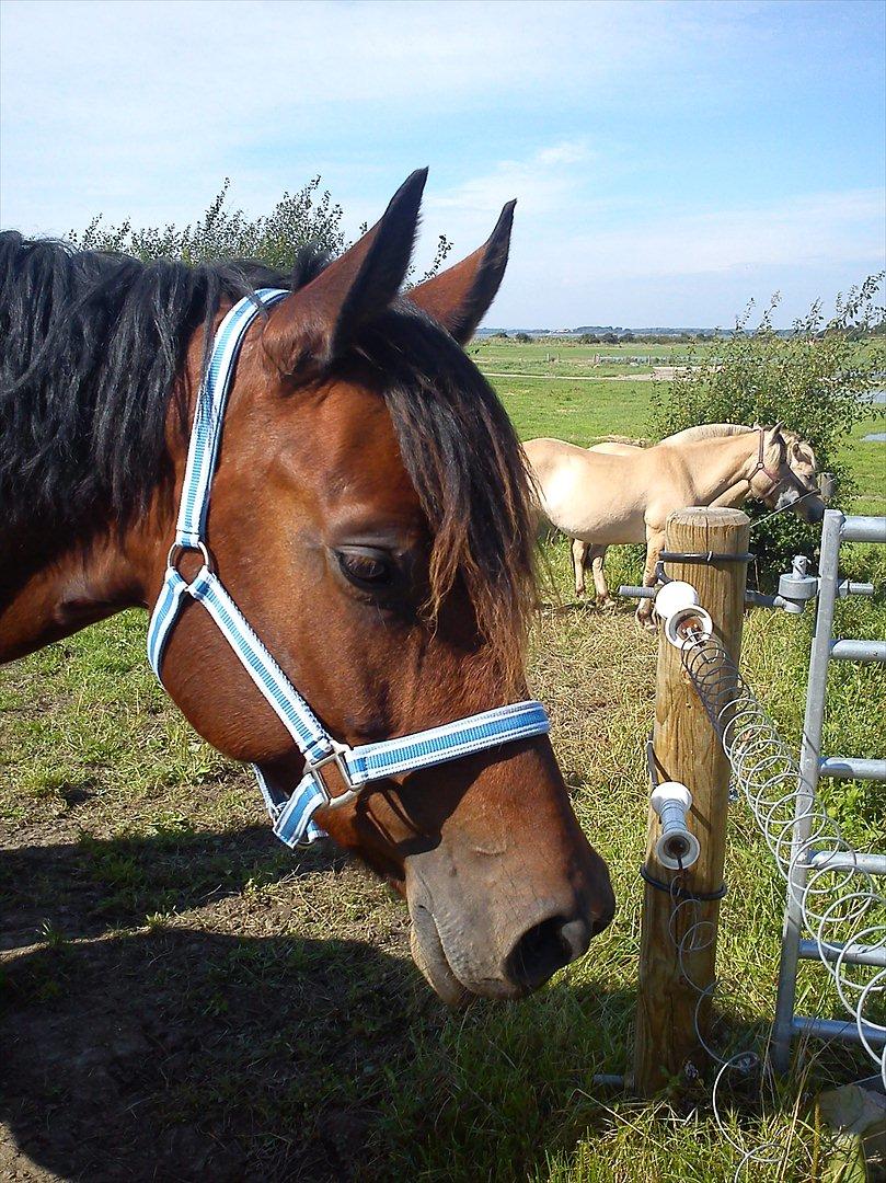 Anden særlig race Celina billede 4