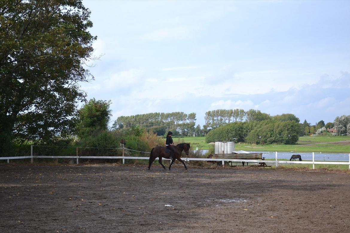 Anden særlig race Celina billede 13