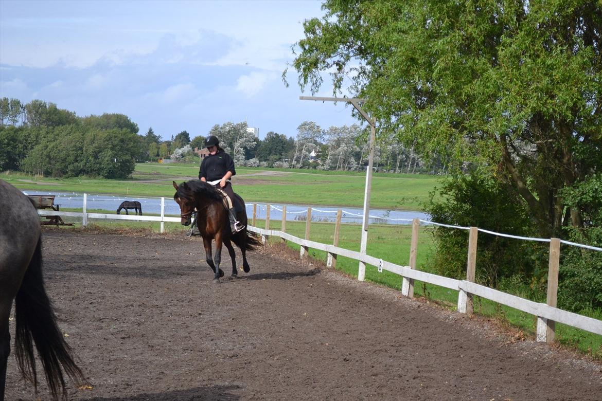 Anden særlig race Celina billede 15