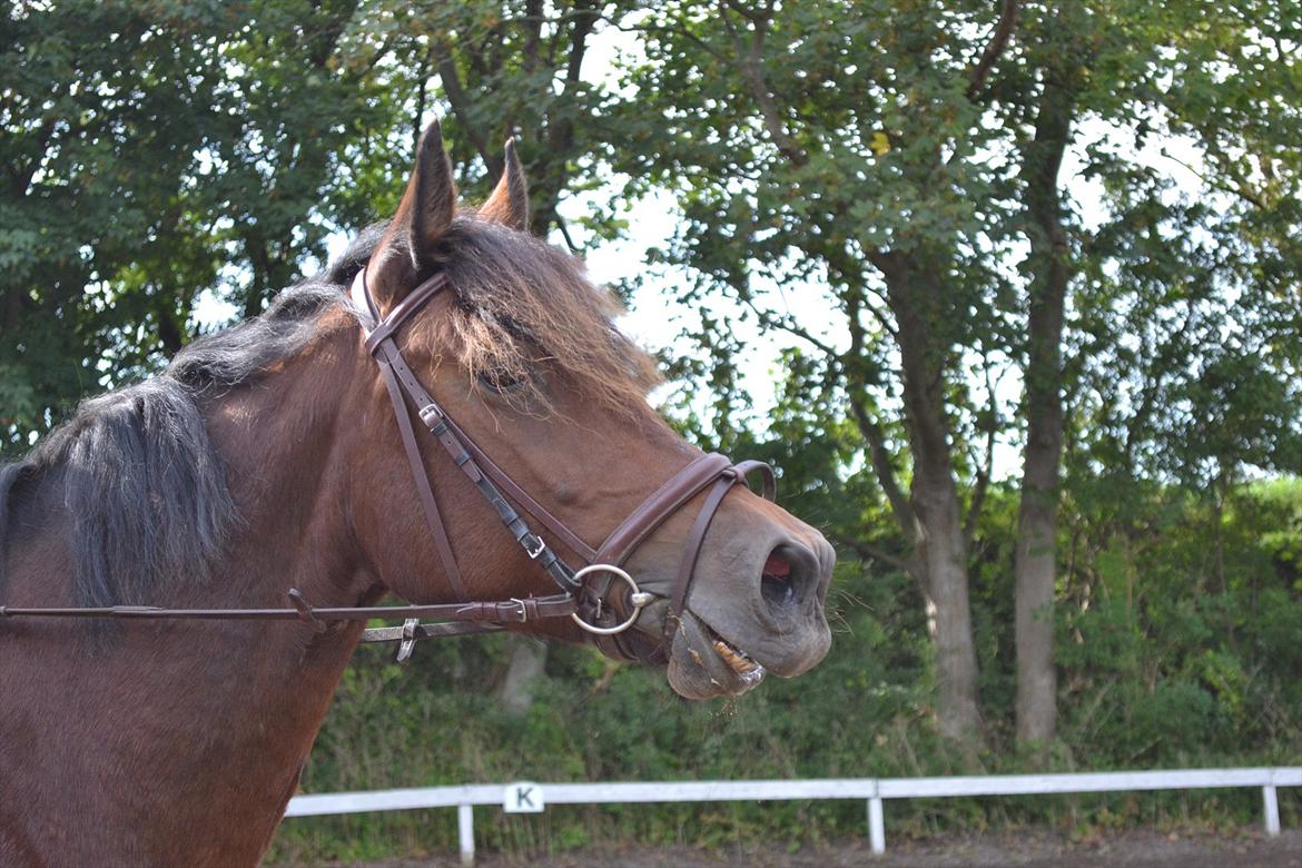 Anden særlig race Celina - min dejlige heeeest billede 16