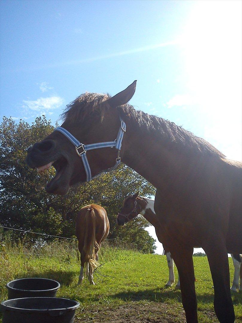 Anden særlig race Celina billede 14